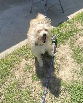 Cairn Terrier and Mixed Breed Dogs Available for Adoption in Easton, Maryland - COPPER | PetCurious