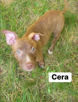 Rescue Pit Bull Terrier and Labrador Retriever Dogs for Adoption in Cloquet, Minnesota - Cera | PetCurious
