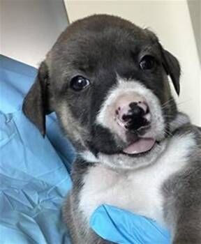 SLEEPY -  Terrier Dog for Adoption in San Antonio, Texas - SLEEPY | PetCurious