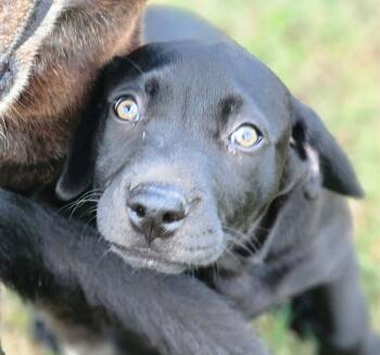Labrador Retriever and Black Labrador Retriever Dogs Available for Adoption in Austin, Texas - Penguin | PetCurious