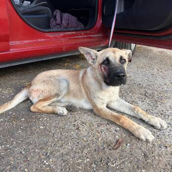 Shepherd and Mixed Breed Dogs Available for Adoption - Rusty | PetCurious