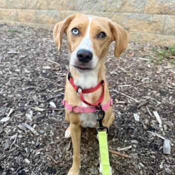 Dolly -  Labrador Retriever and Mixed Breed Dog for Adoption in Falls Church, Virginia - Dolly | PetCurious