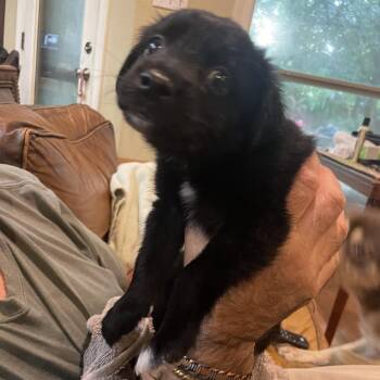 Olie -  Schnauzer and Mixed Breed Dog for Adoption in Baton Rouge, Louisiana - Olie | PetCurious