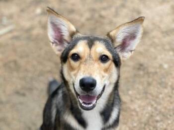Clarity -  Mixed Breed Dog for Adoption in Georgetown, Texas - Clarity | PetCurious