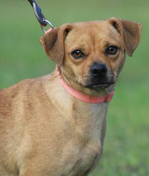 Autumn -  Chihuahua Dog for Adoption in North Fort Myers, Florida - Autumn | PetCurious