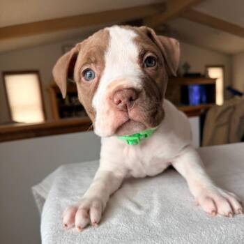 Pit Bull Terrier and Mixed Breed Dogs Available for Adoption - Minneapolis | PetCurious