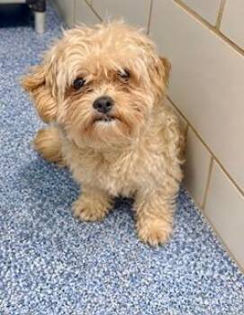 Finn -  Shih Tzu and Poodle Dog for Adoption in Tifton, Georgia - Finn | PetCurious