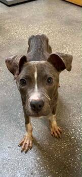 Mixed Breed Dogs Available for Adoption in Ocala, Florida - OTTER | PetCurious