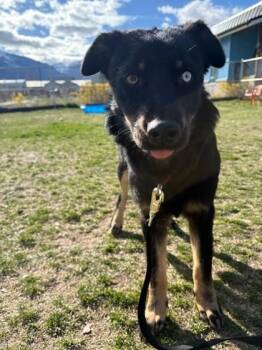 Australian Shepherd and Border Collie Dogs Available for Adoption in Hamilton, Montana - Willow | PetCurious