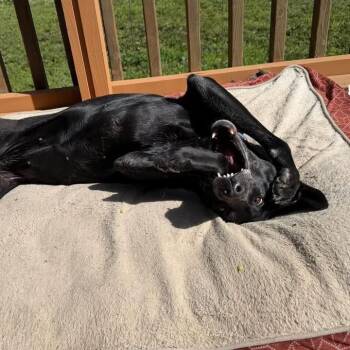 Labrador Retriever and Mixed Breed Dogs Available for Adoption in Fargo, North Dakota - Bunny--In Foster | PetCurious