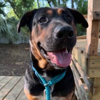 Pluff -  German Shepherd Dog Dog for Adoption in Charleston, South Carolina - Pluff | PetCurious
