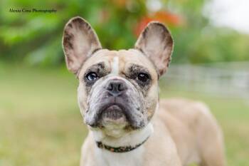 Starla -  French Bulldog Dog for Adoption in Drumbo, Ontario - Starla | PetCurious