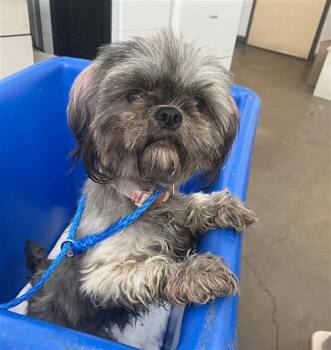 PINK -  Mixed Breed Dog for Adoption in Dallas, Texas - PINK | PetCurious