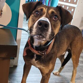 Rescue Mixed Breed Dogs for Adoption in Jefferson City, Tennessee - Thor | PetCurious