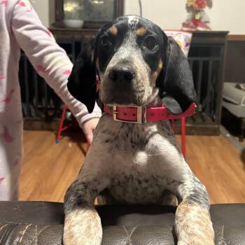 English Coonhound Dogs Available for Adoption - Jessie | PetCurious