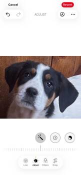 Great Pyrenees and English Coonhound Dogs Available for Adoption - Dottie | PetCurious