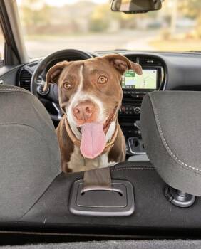 Pit Bull Terrier and Husky Dogs Available for Adoption in Claremont, California - Ruby | PetCurious