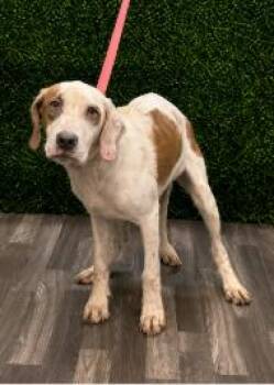 Doug -  English Coonhound and Mixed Breed Dog for Adoption in Partlow, Virginia - Doug | PetCurious