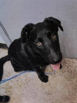 Shepherd and Mixed Breed Dogs Available for Adoption in Lockhart, Texas - Bellatrix | PetCurious