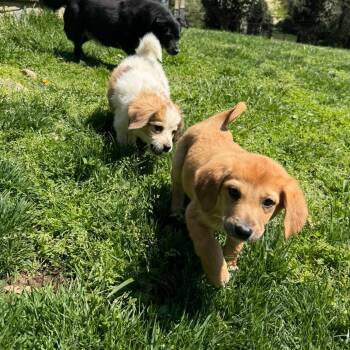 Australian Shepherd and Beagle Dogs Available for Adoption in Falls Church, Virginia - Willie Mae Pup:  Peony | PetCurious