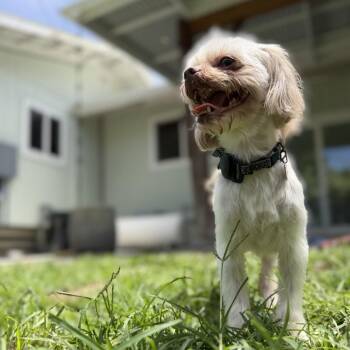 Pixie -  Shih Tzu and Maltese Dog for Adoption in Keaau, Hawaii - Pixie | PetCurious