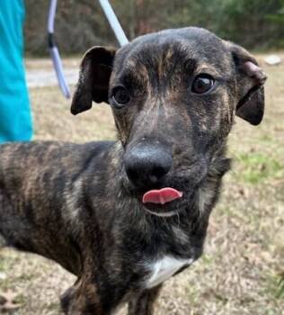 Plott Hound Dogs Available for Adoption - Pup Ernest | PetCurious
