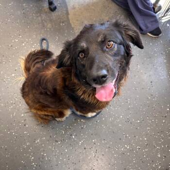 Mixed Breed Dogs Available for Adoption in Columbiana, Alabama - Lucki | PetCurious