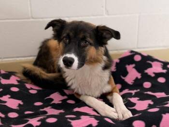 Trinity -  Border Collie Dog for Adoption in Portland, Oregon - Trinity | PetCurious
