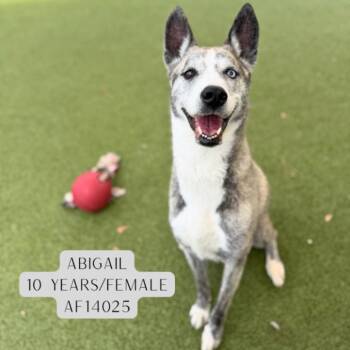 Cattle Dog Dogs Available for Adoption - Abigail | PetCurious