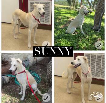 Sunny the sighthound blend -  Saluki and Whippet Dog for Adoption in New Braunfels, Texas - Sunny The Sighthound Blend | PetCurious
