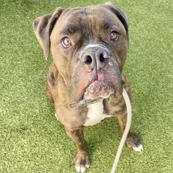 Gizmo -  Boxer and English Bulldog Dog for Adoption in Salt Lake City, Utah - Gizmo | PetCurious