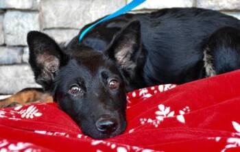 Bigfoot -  German Shepherd Dog and Mixed Breed Dog for Adoption in Yakima, Washington - Bigfoot | PetCurious