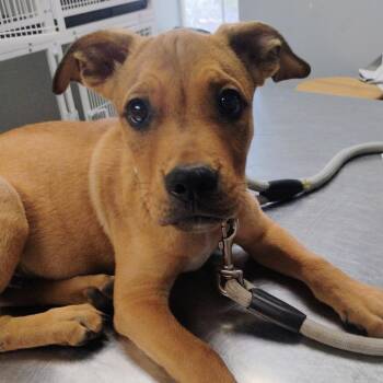 John Deere -  Mixed Breed Dog for Adoption in Duncan, Oklahoma - John Deere | PetCurious