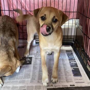 Kash -  Pug and Mixed Breed Dog for Adoption in San Antonio, Texas - Kash | PetCurious