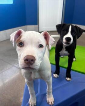Pete the mixed breed puppy -  Boxer and American Staffordshire Terrier Dog for Adoption in Muskego, Wisconsin - Pete The Mixed Breed Puppy | PetCurious
