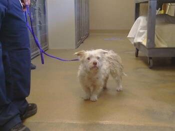 ROSIE -  Cairn Terrier and Mixed Breed Dog for Adoption in Sacramento, California - ROSIE | PetCurious