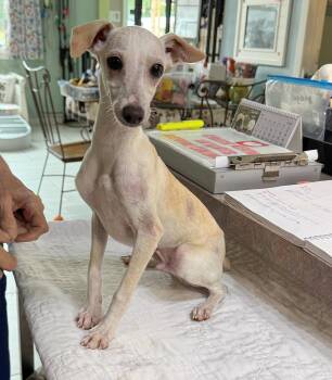 Italian Greyhound Dogs Available for Adoption in Benton, Louisiana - Schubert (NOT YET AVAILABLE) | PetCurious