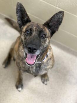 Rescue Shepherd Dogs for Adoption in Youngstown, Ohio - Princess | PetCurious