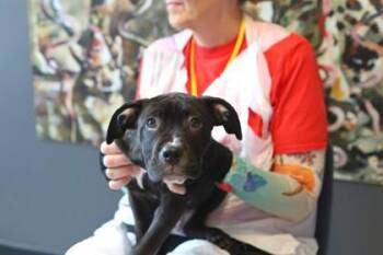 Ad-Rock -  Mixed Breed Dog for Adoption in West Chester, Pennsylvania - Ad-Rock | PetCurious