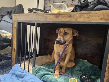 SADIE BELLE -  Labrador Retriever and Mixed Breed Dog for Adoption in Charlotte, North Carolina - SADIE BELLE | PetCurious