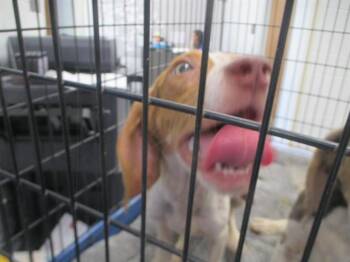 A387918 -  Beagle and Mixed Breed Dog for Adoption in Ocala, Florida - A387918 | PetCurious