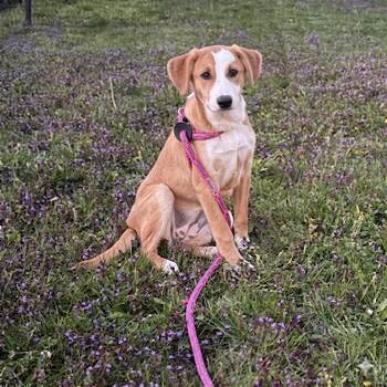 American Foxhound and Mixed Breed Dogs Available for Adoption in Shakopee, Minnesota - Honey | PetCurious