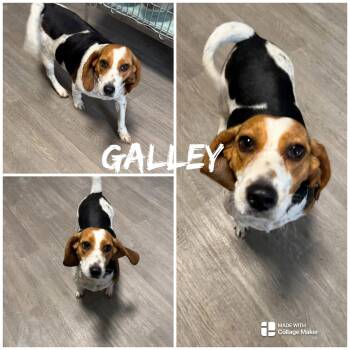 Beagle Dogs Available for Adoption in Saint James, Missouri - Galley | PetCurious