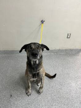 Rescue Labrador Retriever and Mixed Breed Dogs for Adoption in Pasadena, Texas - BUTTERCUP | PetCurious