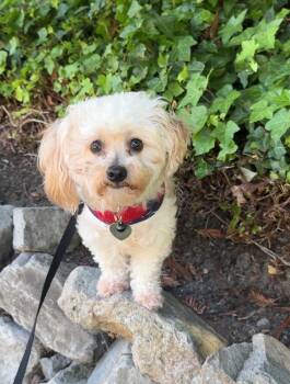 Muneca -  Maltipoo Dog for Adoption in Elk Grove, California - Muneca | PetCurious