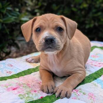 Lady Tidepool 06-0310 -  Plott Hound and Mixed Breed Dog for Adoption in Covington, Georgia - Lady Tidepool 06-0310 | PetCurious