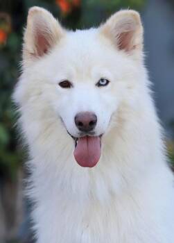 Ghost von Gerzen -  German Shepherd Dog and Husky Dog for Adoption in Los Angeles, California - Ghost Von Gerzen | PetCurious