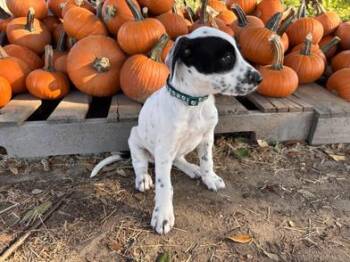 Rescue Australian Cattle Dog Blue Heeler and Jack Russell Terrier Dogs for Adoption in Liverpool, Texas - Bruce | PetCurious