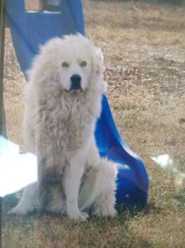 Cairo -  Great Pyrenees Dog for Adoption in Lakeland, Florida - Cairo | PetCurious