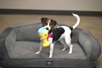 Jack Russell Terrier and Beagle Dogs Available for Adoption - Sassy | PetCurious